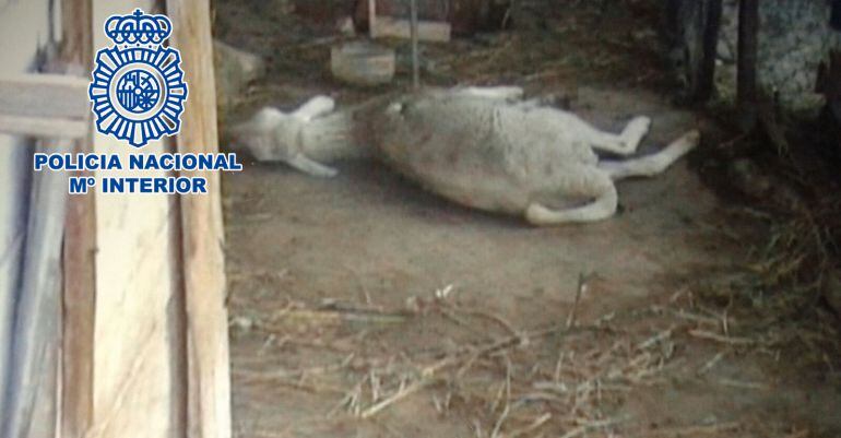 Una de las ovejas maltratadas por el detenido en su finca de Málaga