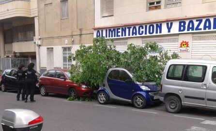 Caída de un árbol sobre los coches