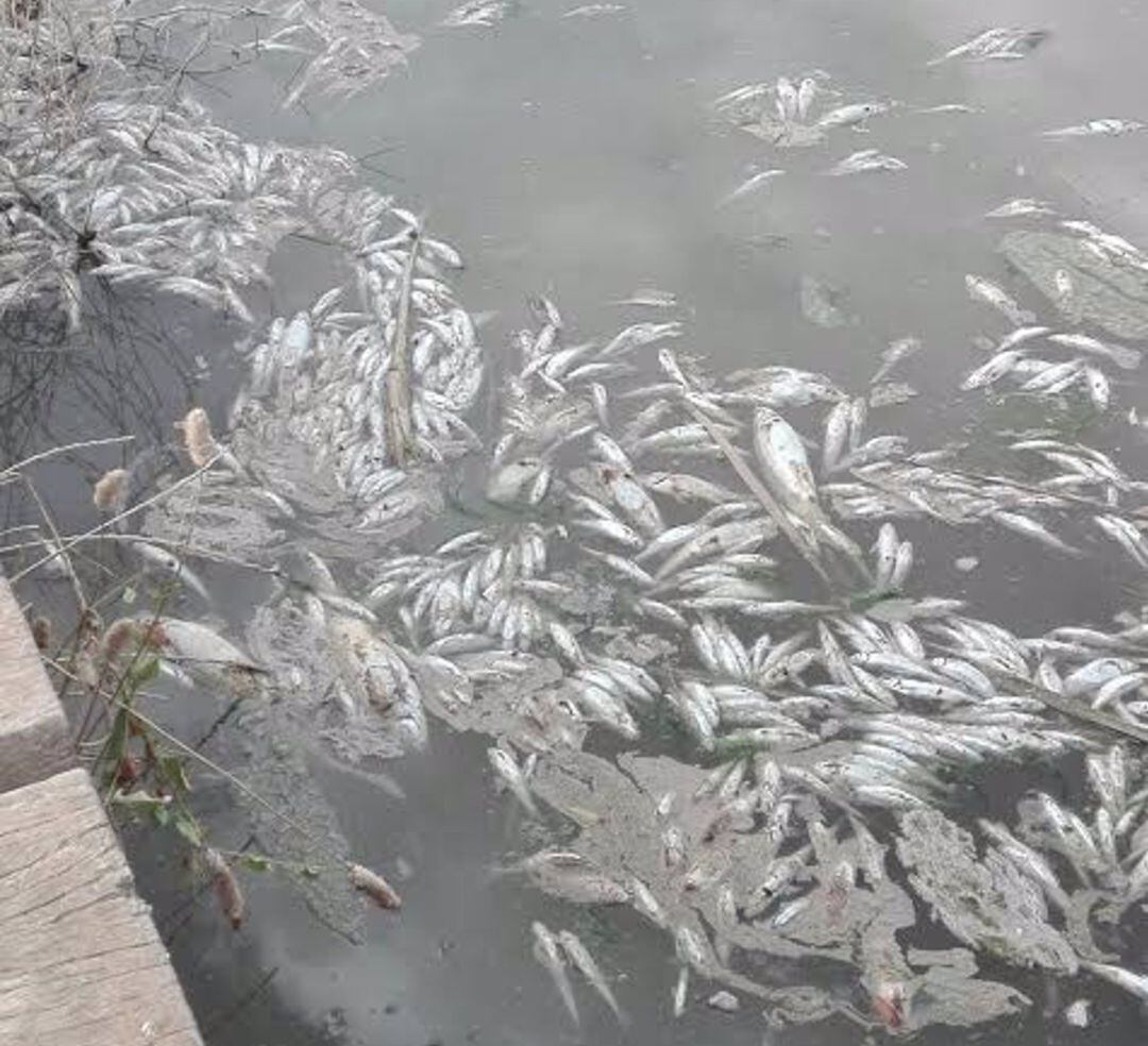 Peces muertos a causa del vertido