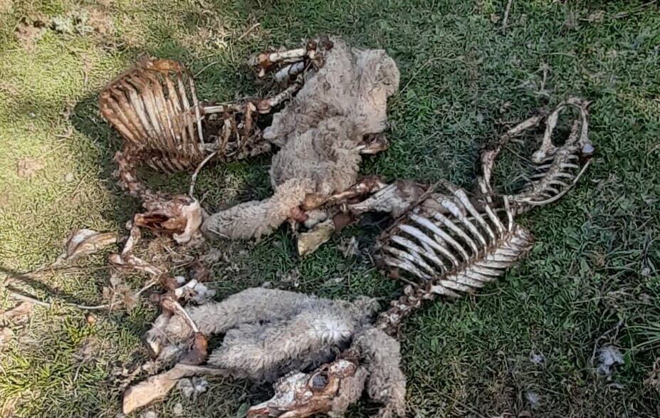 10 ovejas muertas por el ataque del lobo en Castroviejo