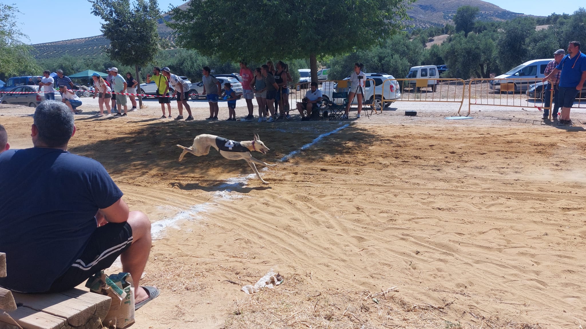 Llegada de otro de los galgos ganadores en otra manga