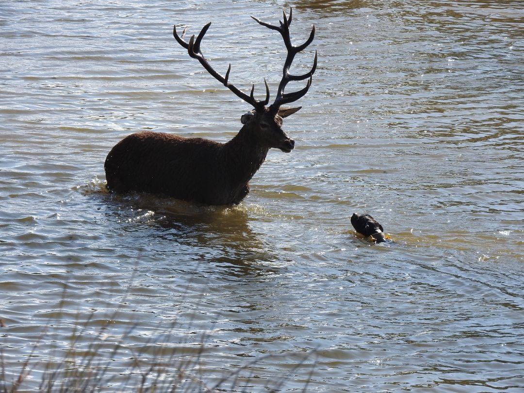 Venado 