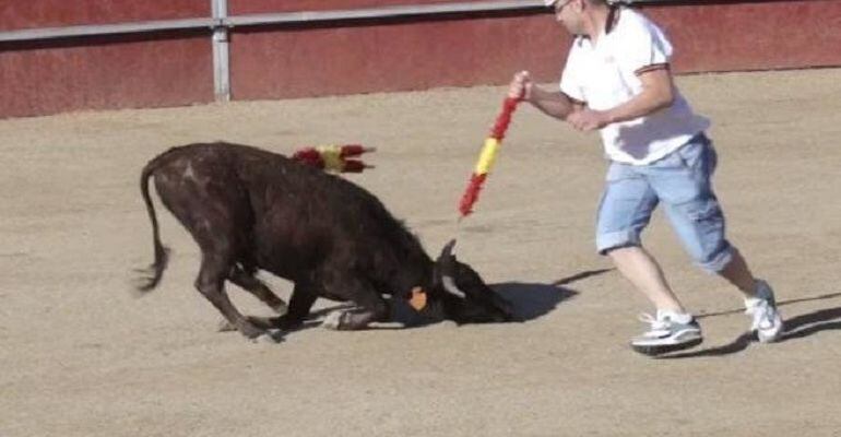 Animalistas pide la suspensión de las becerradas