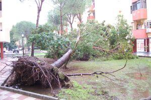 Árbol caido por el temporal