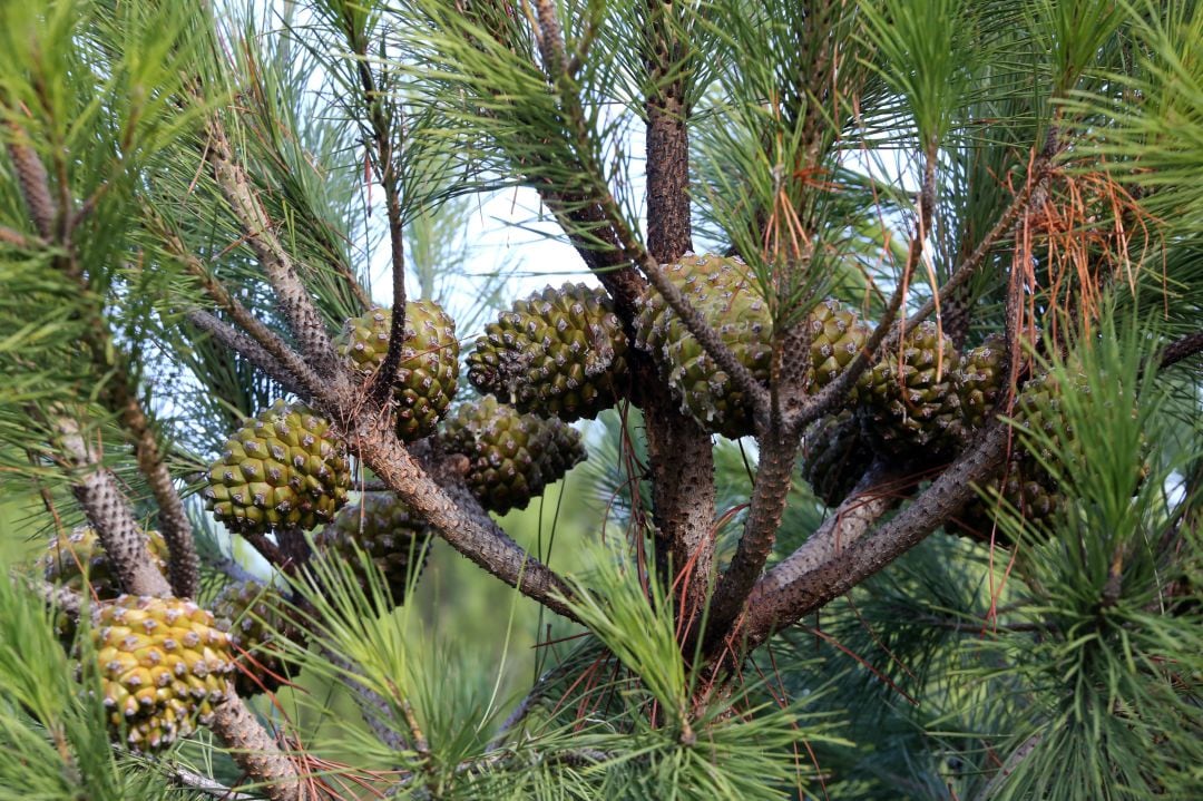 Piñas en su segundo año de crecimiento 