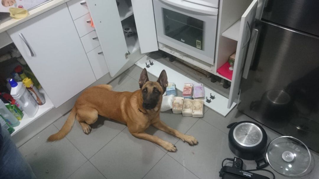 Un gos de la Unitat Canina de Mossos localitza diners en un escorcoll. Foto cedida pels Mossos