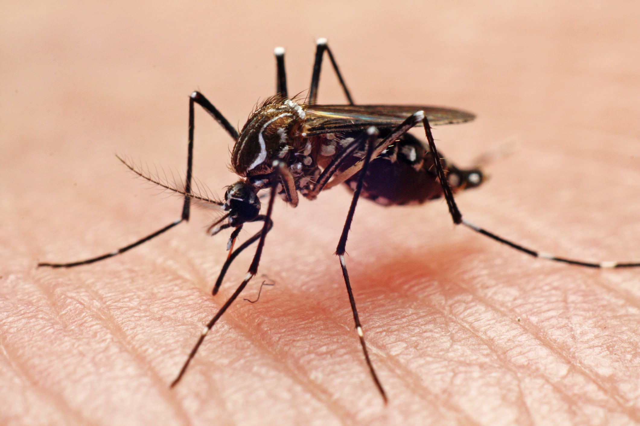 Con la llegada del calor, llegan las picaduras de mosquitos y hay algunos trucos caseros para intentar ahuyentarlos