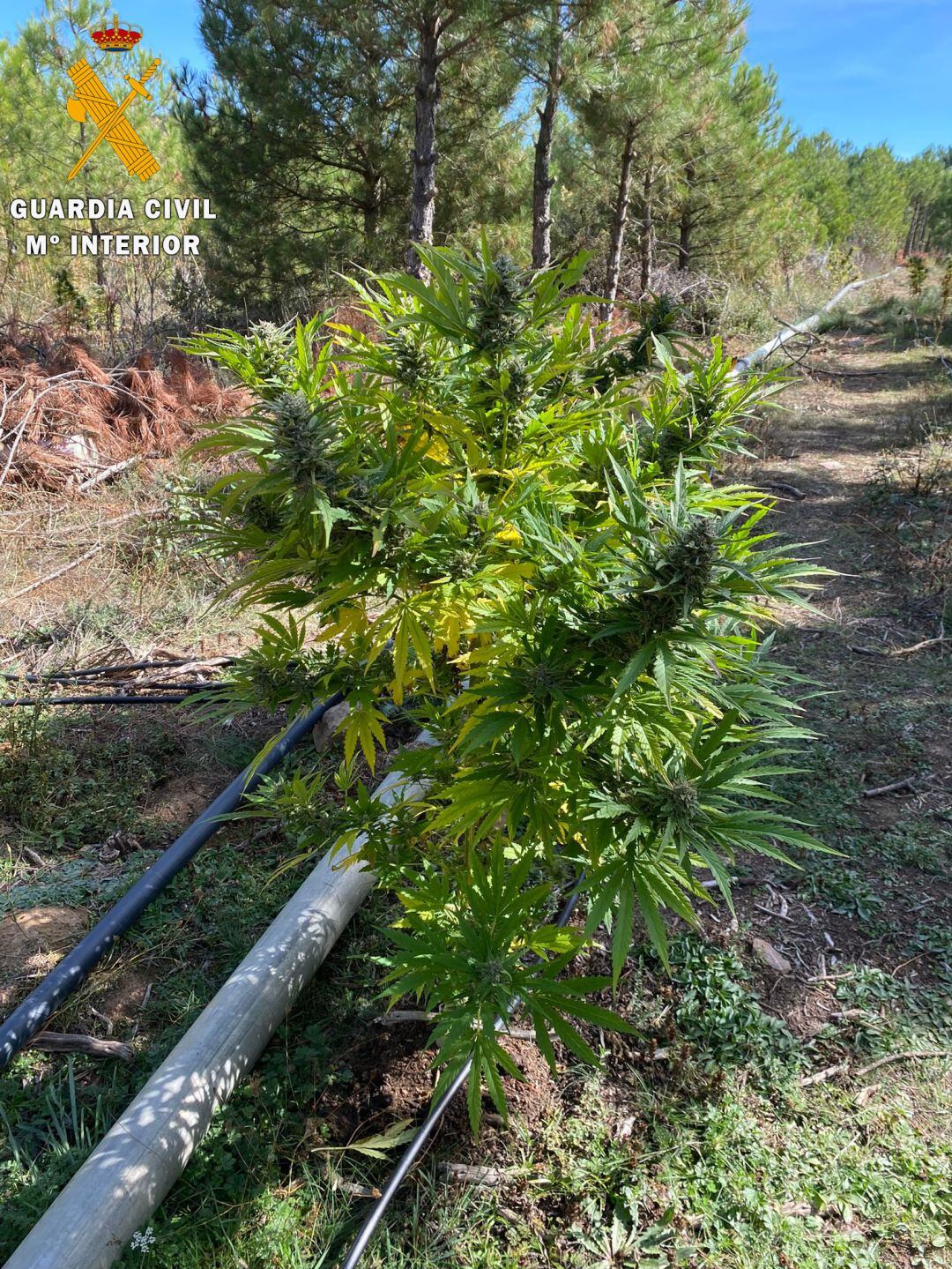 La Guardia Civil desmantela una plantación ‘outdoor’ de marihuana en Carabias