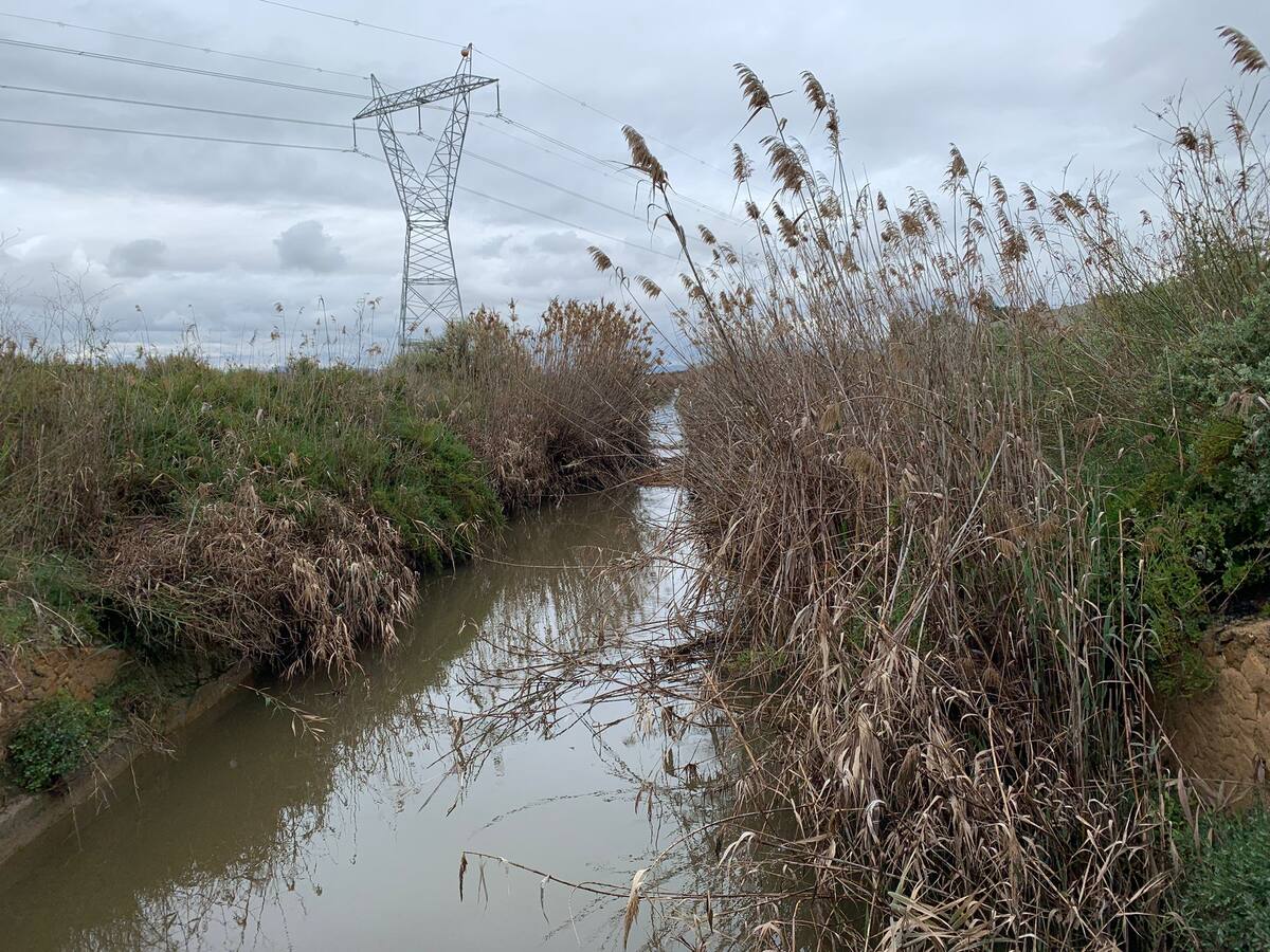 Dos años para renaturalizar la desembocadura del río Vinalopó