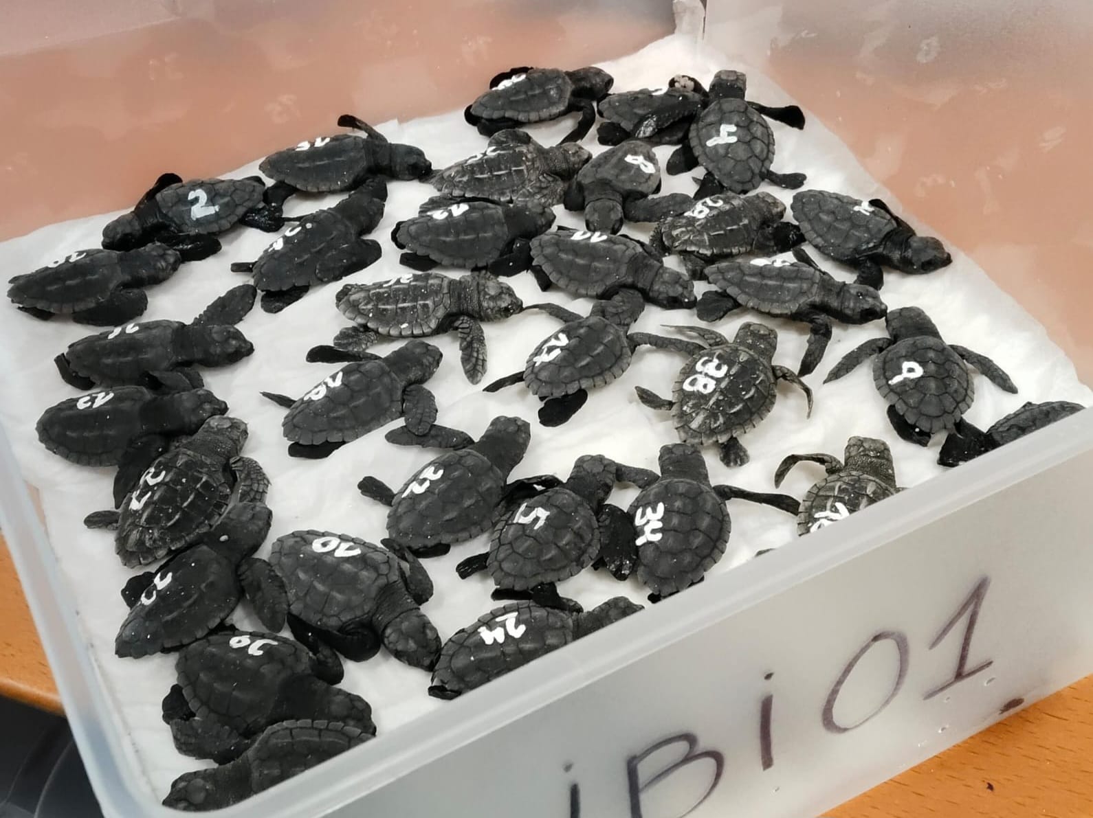 Imagen de las tortugas