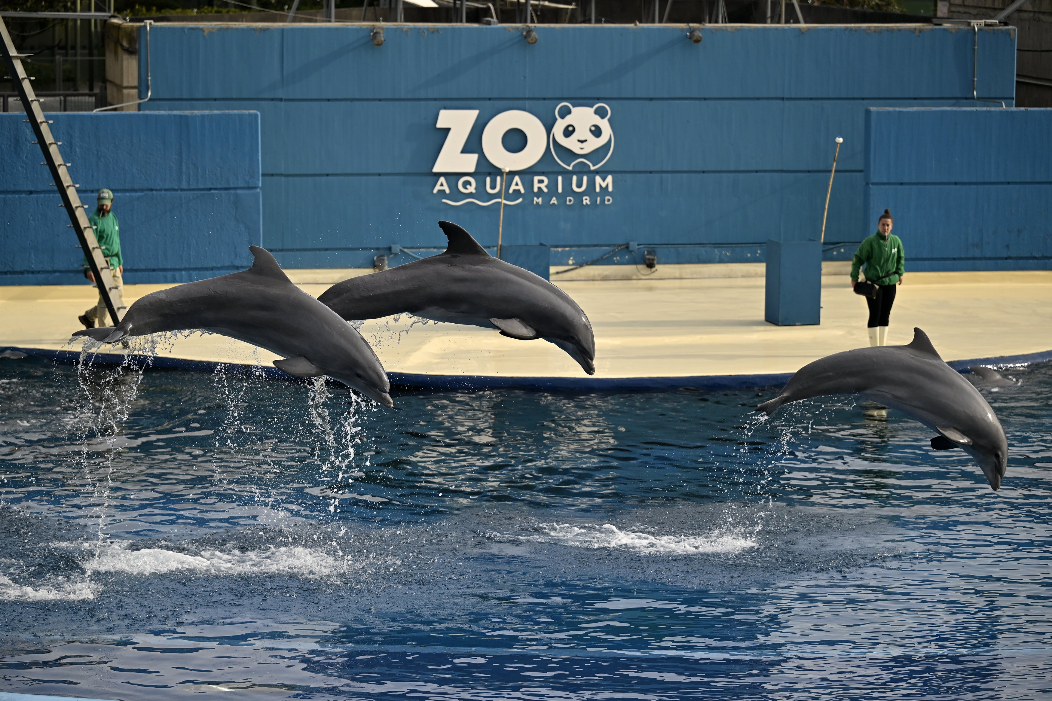 Varios delfines en un espectáculo del zoo de Madrid.