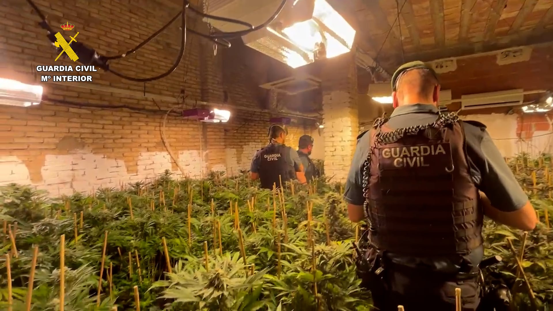 Desmantelada una red de plantaciones de marihuana en La Ribera Alta. (Foto: Guardia Civil)