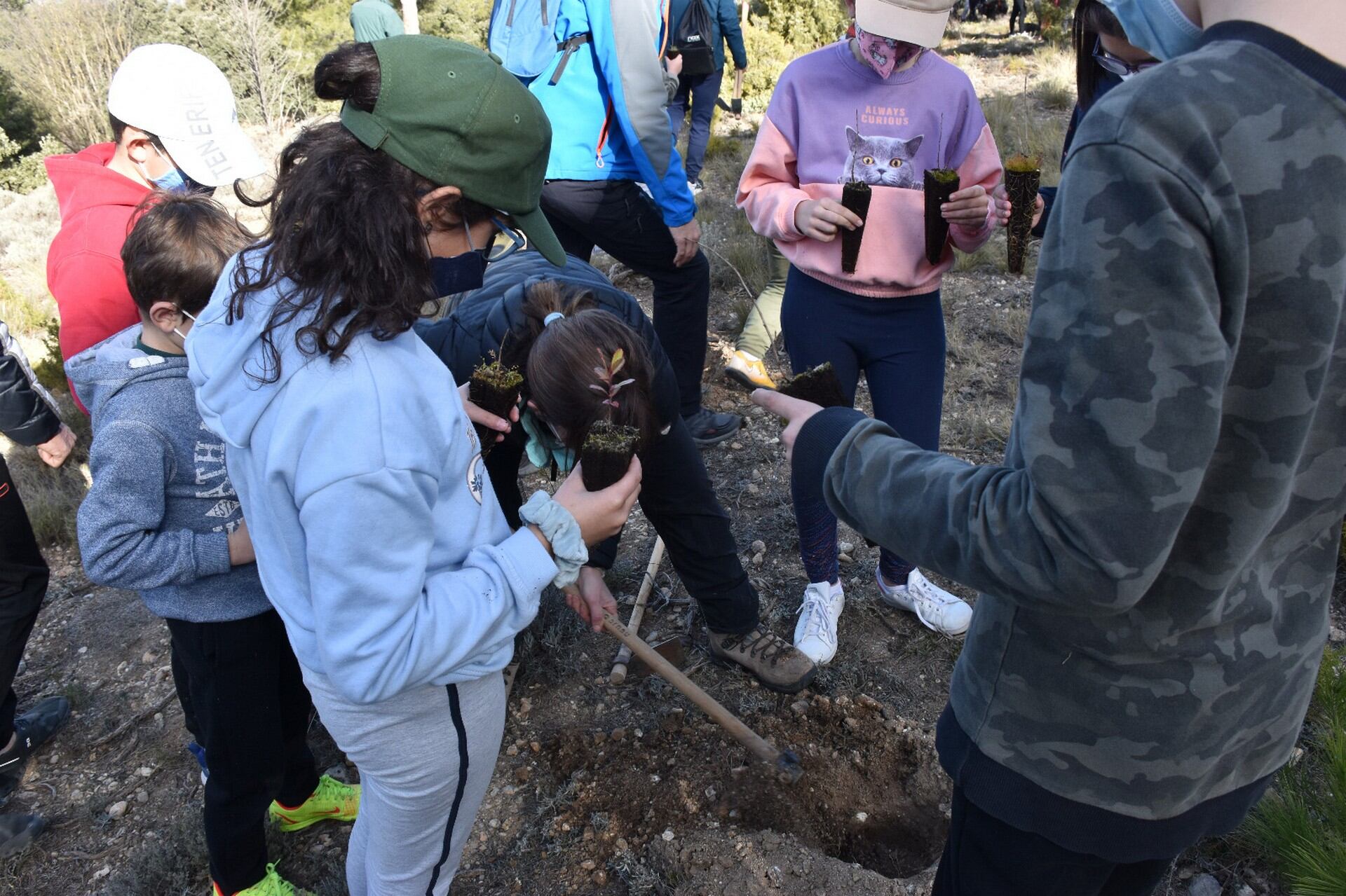 Alumnos del CEIP Horta Major de Alcoy plantando 130 plantas de la especie guillomera o falso membrillo en el parque natural de la Font Roja.