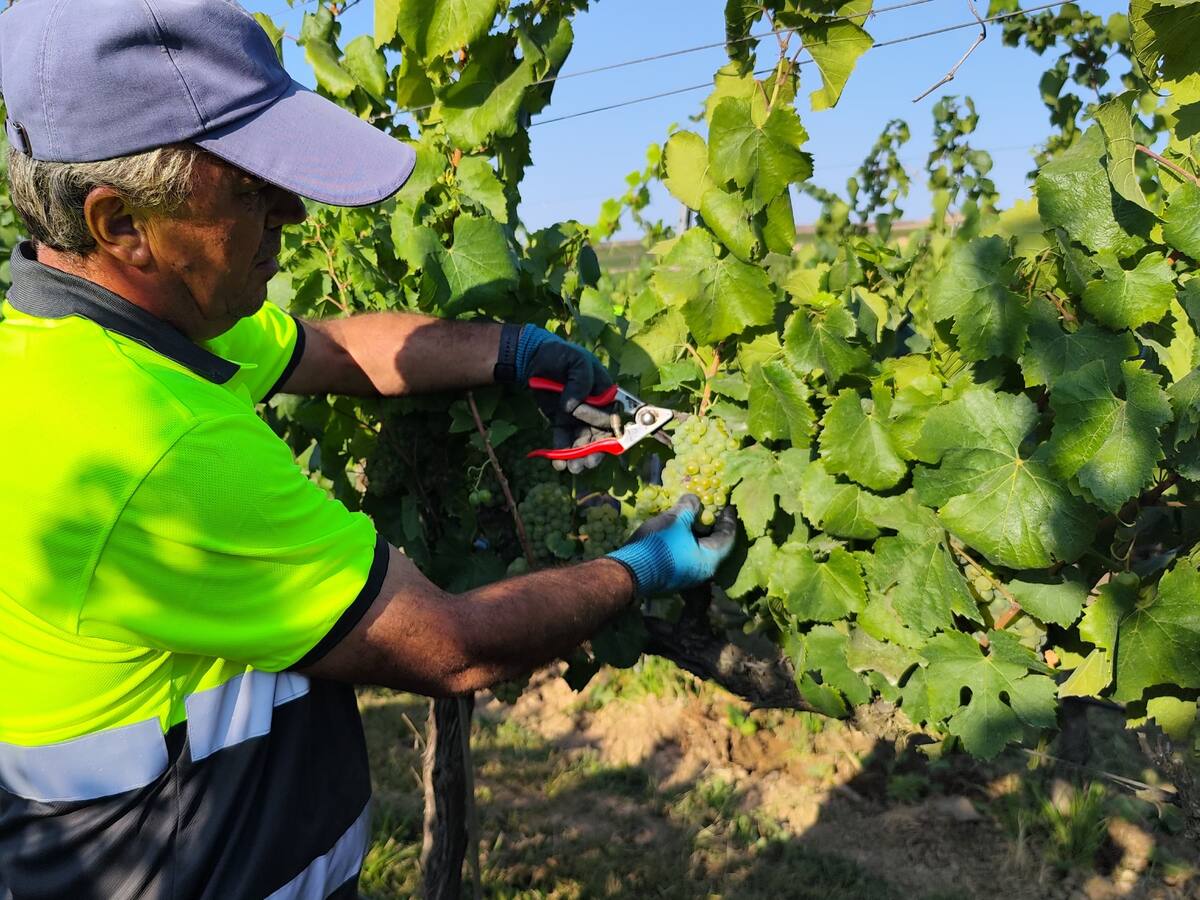 Raimat comença la verema i prova un sistema que aprofita més l'aigua de reg