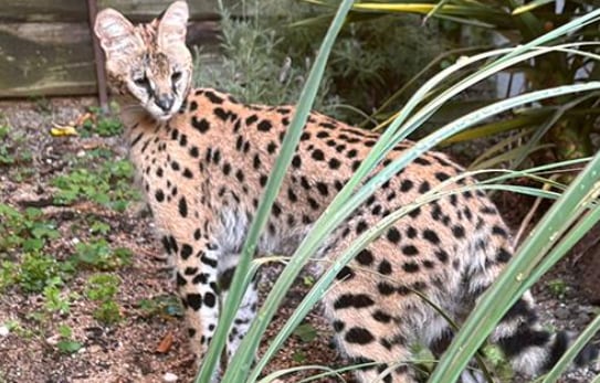 Un gato serval se cuela en una vivienda y ataca a dos mascotas.