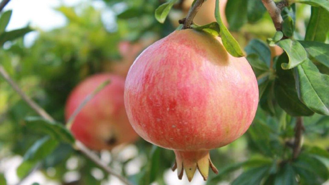 Granada Mollar de Elche