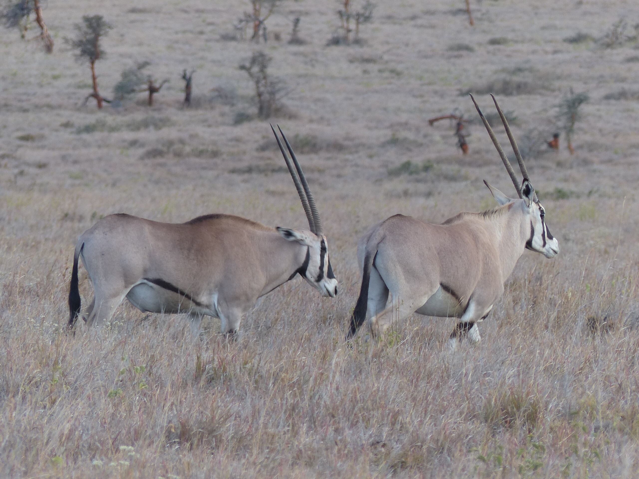 Pie de foto: Dos oryx de Beisa vagando por las llanuras de Kenia. Si bien la mayoría de los bóvidos tienen machos más grandes que hembras, el órix de Beisa no difiere mucho en tamaño y ambos sexos tienen cuernos. Crédito: Kaia Tombak