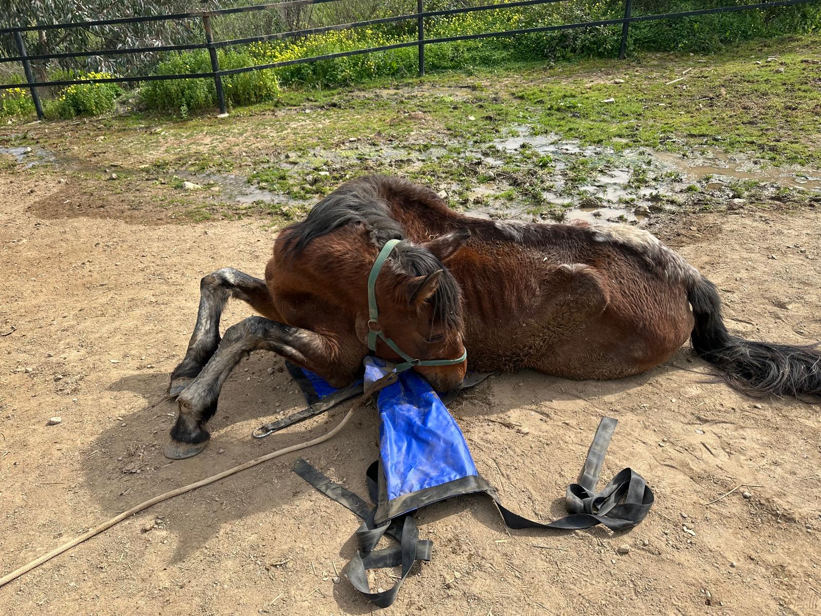 Ejemplares de equipos en La Línea