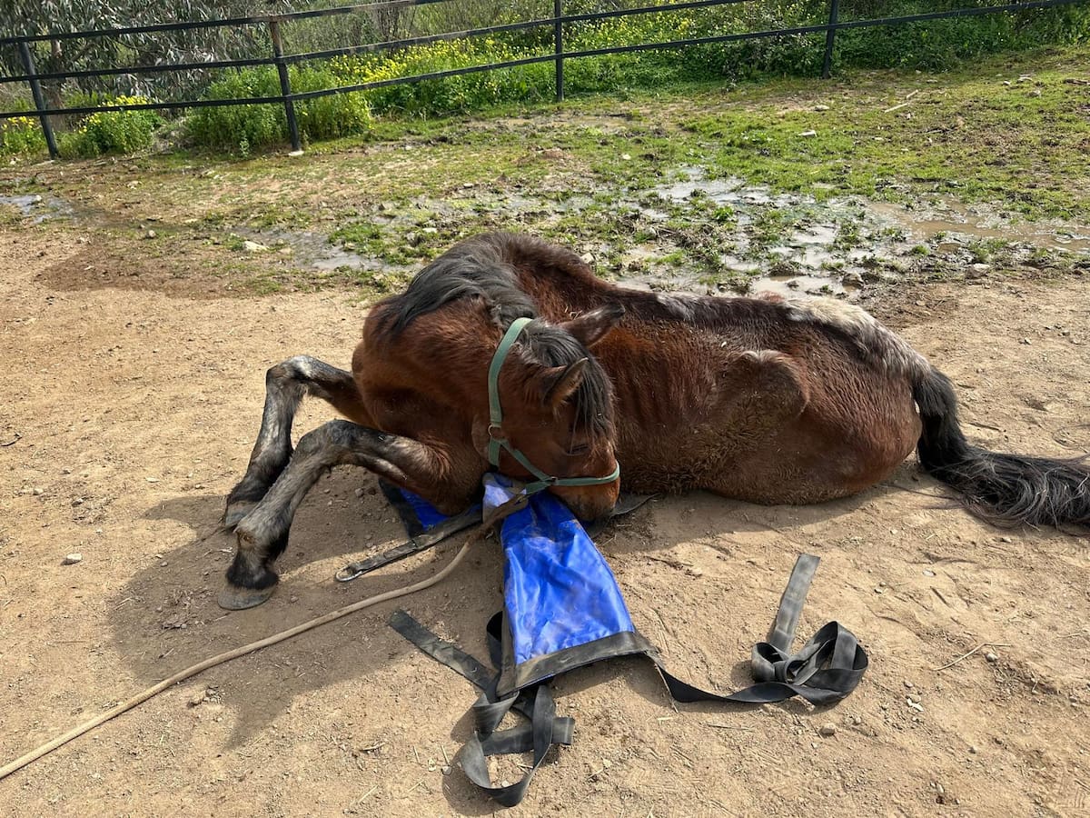 La Línea retira nuevos equinos en situación de extremo abandono