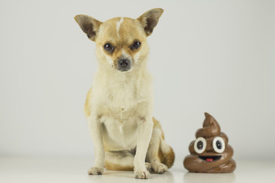 El Ayuntamiento de Quart de Poblet modificará su ordenanza para crear un registro de ADN de las mascotas. 