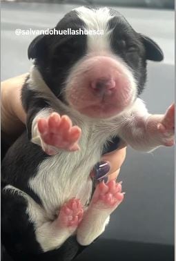 Primer cachorro rescatado de un contenedor, que ha denunciado PACMA