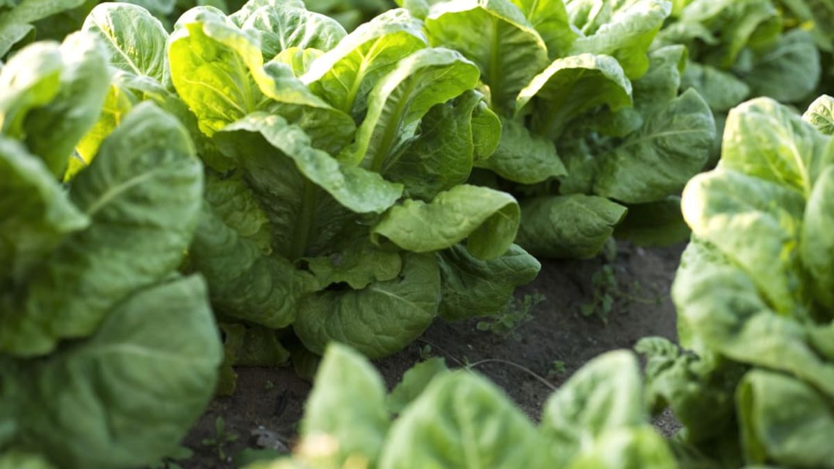 El Brexit complica la campaña de otoño para los productores agrícolas murcianos