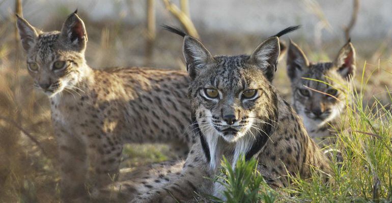 Ejemplares de lince en libertad.