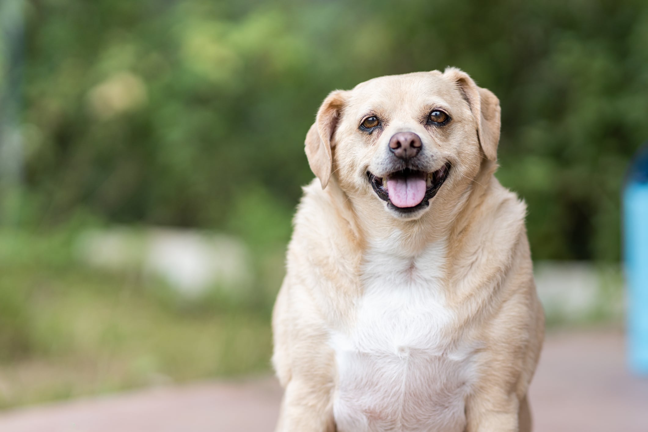 Un perro en un jardín.