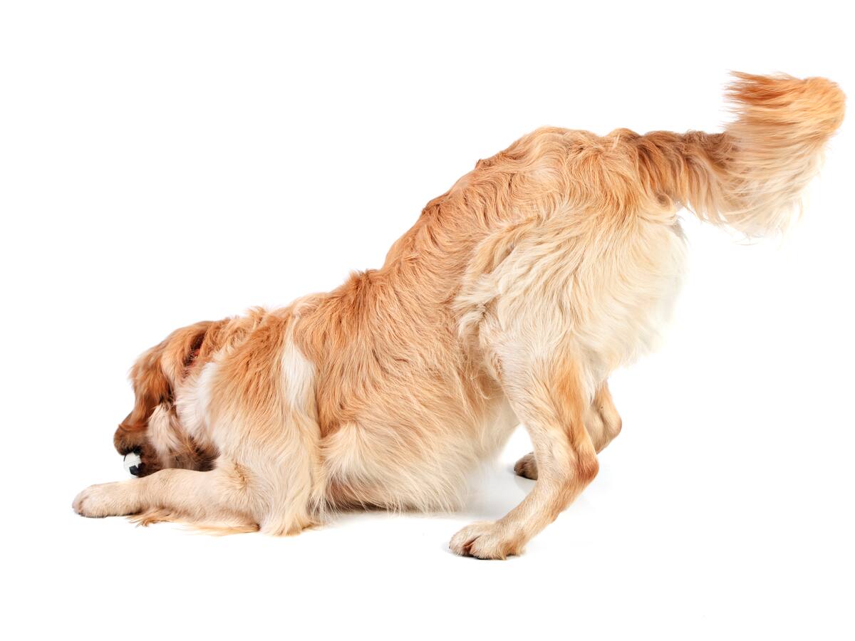 La dueña quería grabar el vídeo más normal e inocente posible pero el golden retriever tenía su propio plan