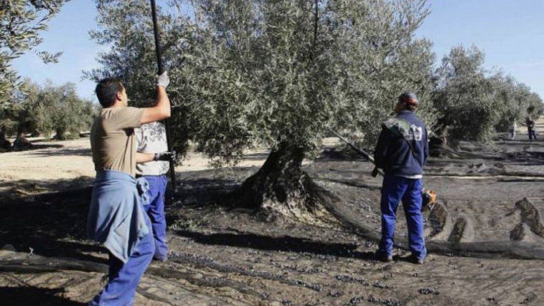 Jornaleros, en la campaña de la aceituna