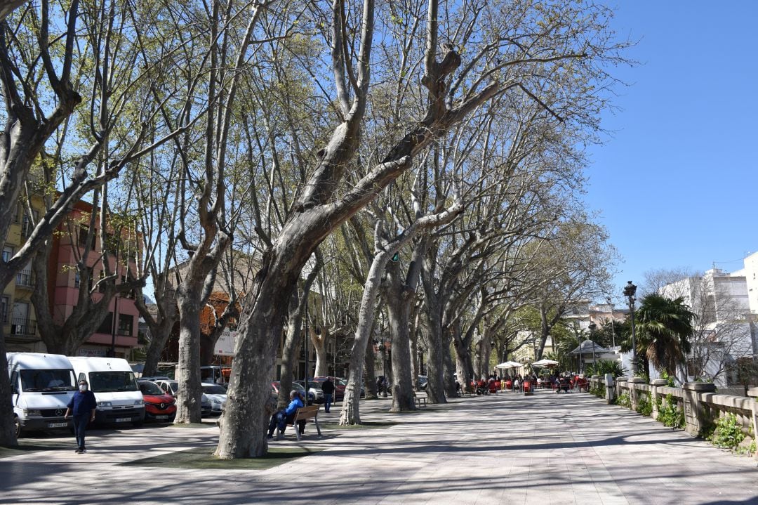 Arbolado de la Avenida de Selgas