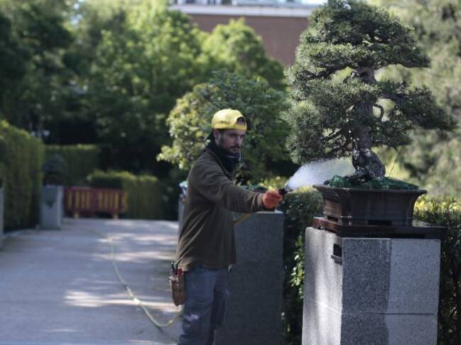 Roberto es el encargado de regar los bonsais