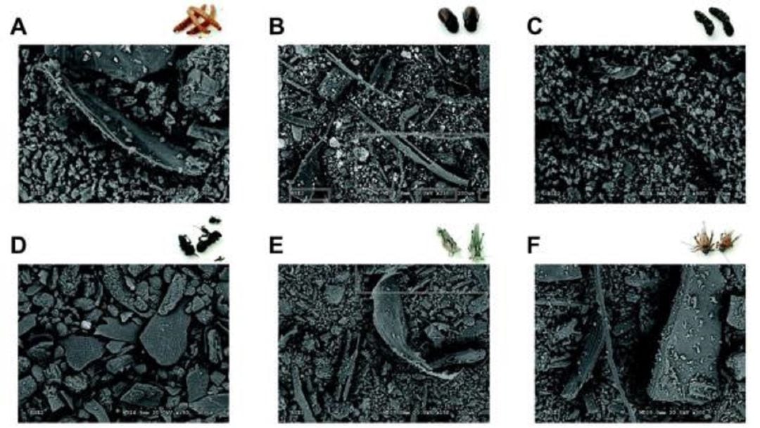 Imagen obtenida con microscopía electrónica de harinas de diferentes insectos gusano de la harina (A), escarabajo (B), oruga (C), hormiga (D), langosta (E) y grillo (F).