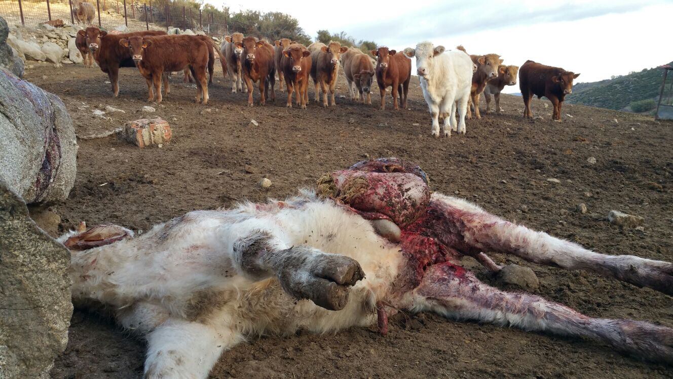 En primer plano un ternero muerto tras ser atacado por los lobos. Archivo