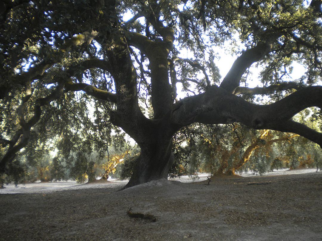 Encina Milenaria de Los Llanos de Don Juan 