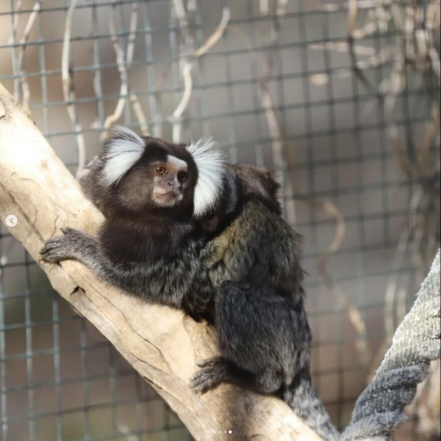 Denuncian el robo de ejemplares de crías de monos de las instalaciones de Mundopark en Guillena