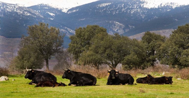 Ganado en la sierra de Guadarrama