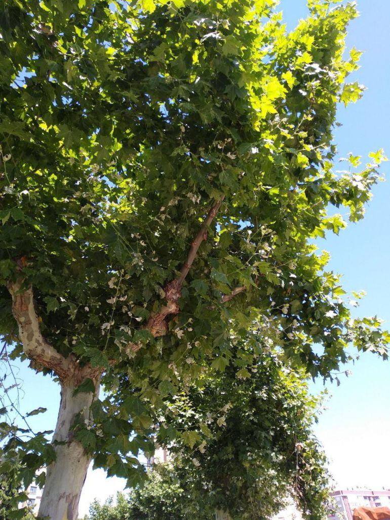 El PSOE apunta a la zona del CHF, los paseos de Condesa y Sáenz de Miera o La Palomera como las áreas más afectadas