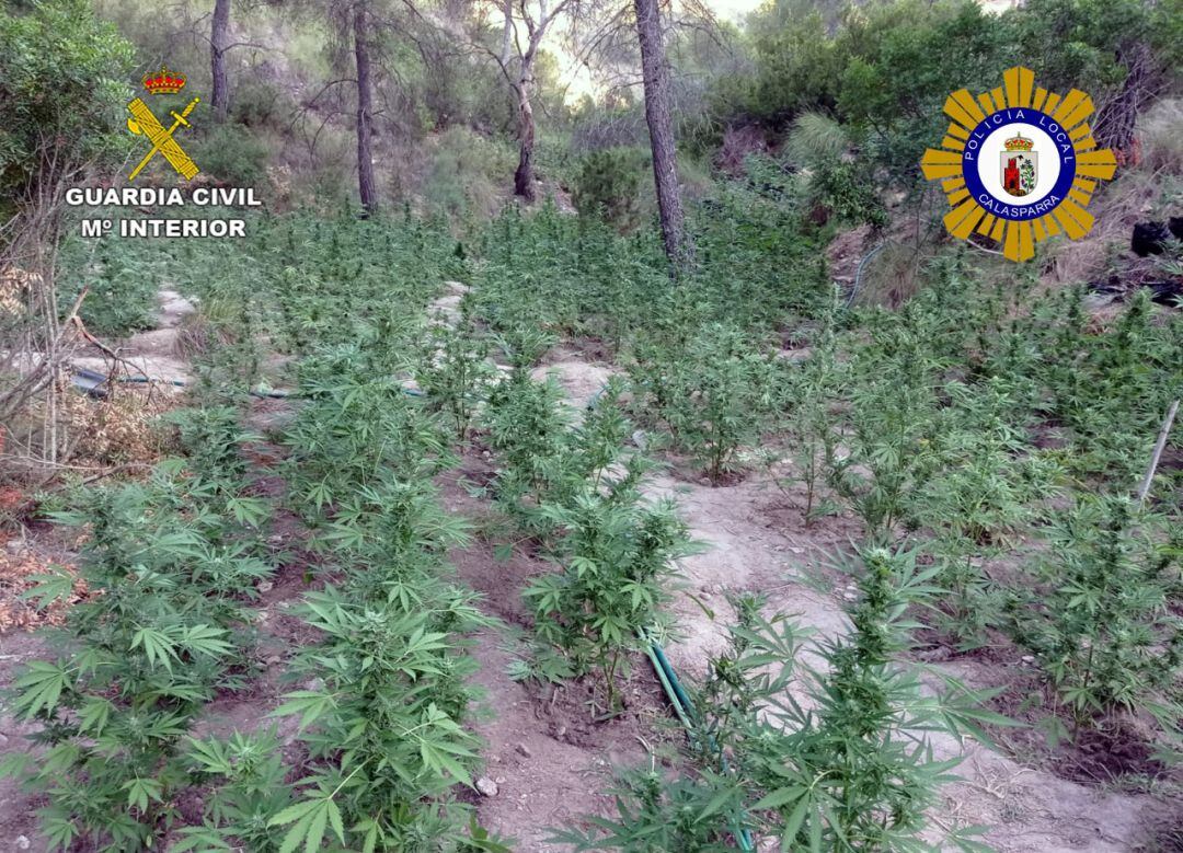 Plantación localizada en una zona montañosa de Calasparra