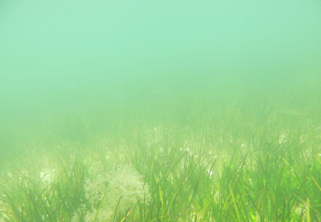 Imagen del fondo del Mar Menor proporcionada por la Plataforma por el Mar Menor, en junio de 2019