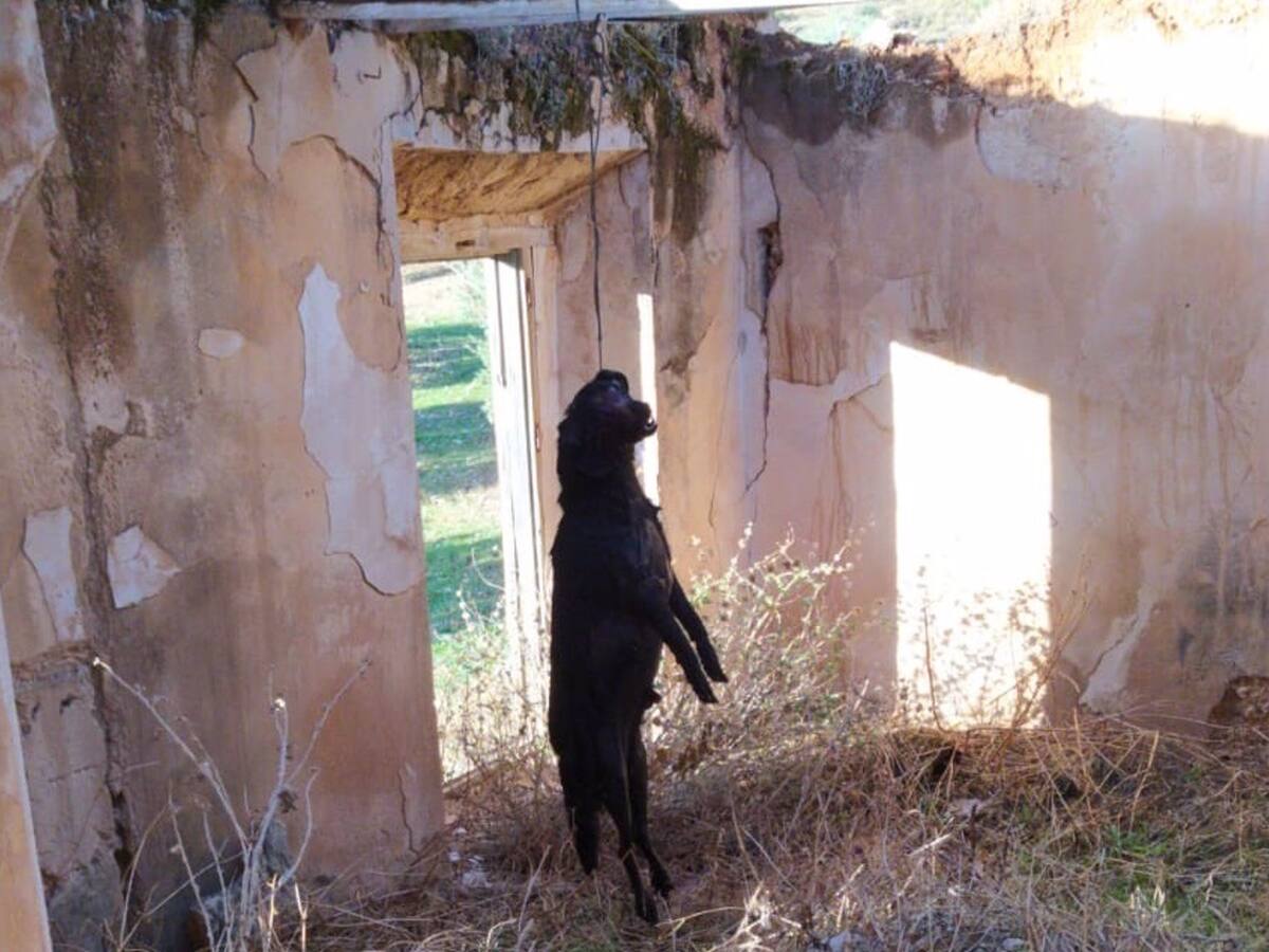 Condenado a nueve meses de cárcel el dueño de un perro por ahorcarlo