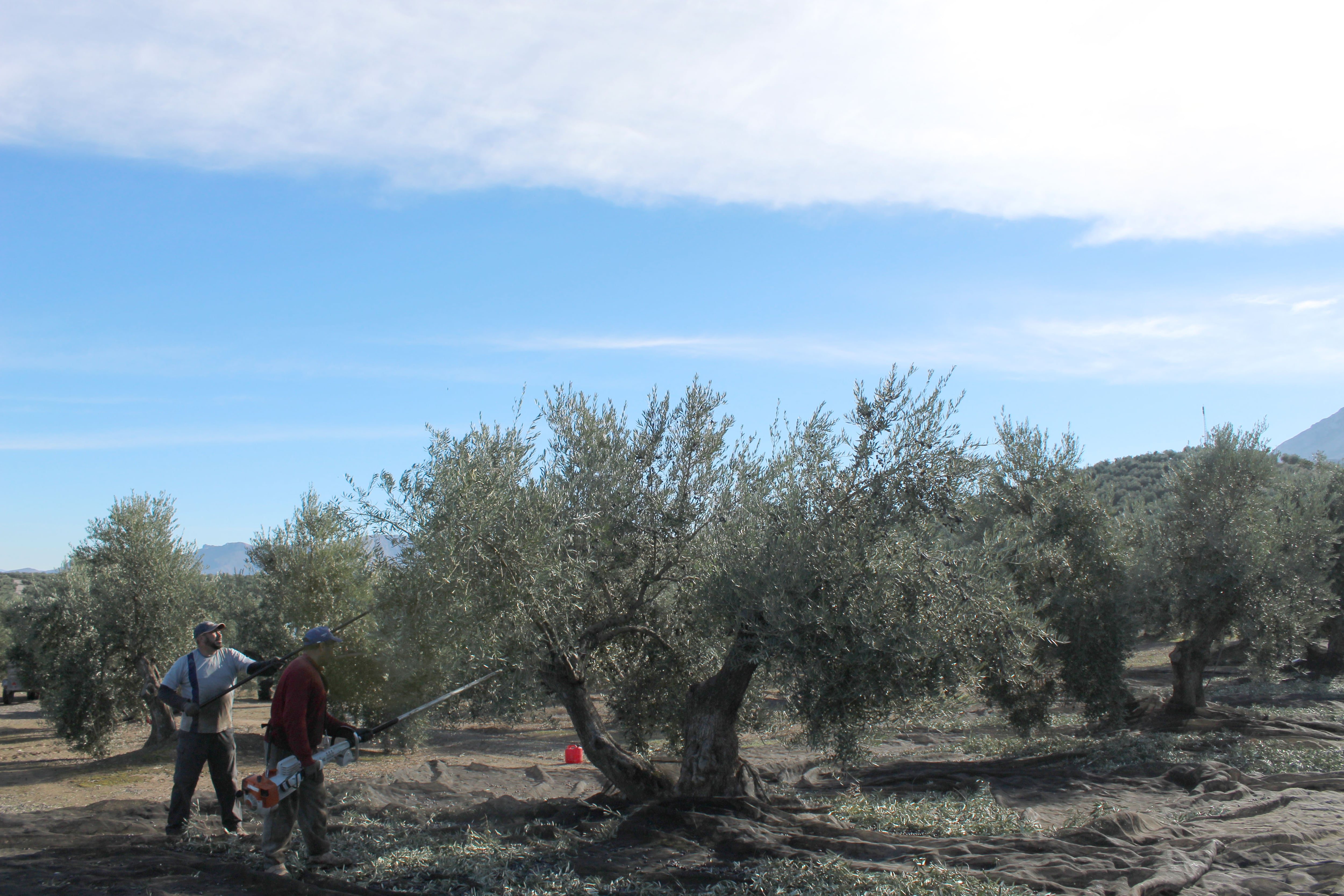 Dos temporeros durante la campaña de aceituna en Sierra Mágina.