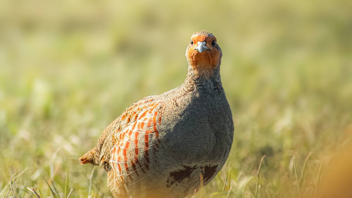 Tras los pasos de la perdiz pardilla (24/09/2024)