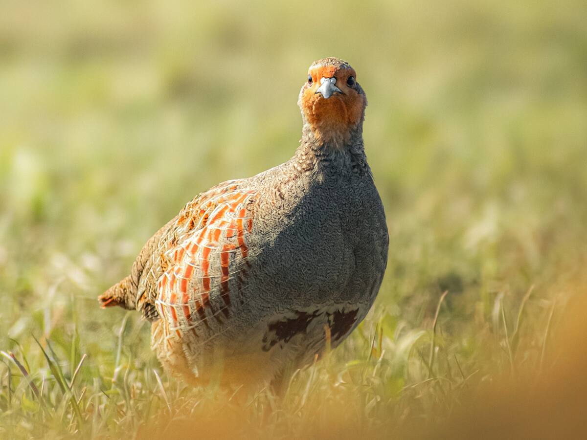 Tras los pasos de la perdiz pardilla