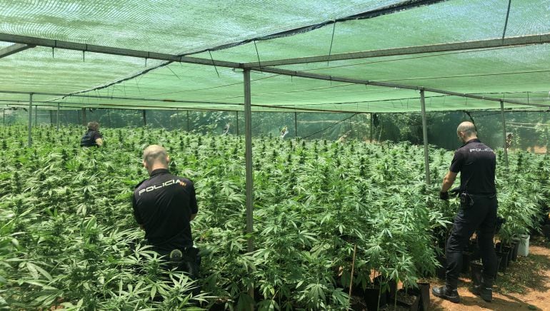 Invernadero de grandes dimensiones donde se situaba la plantación de marihuana