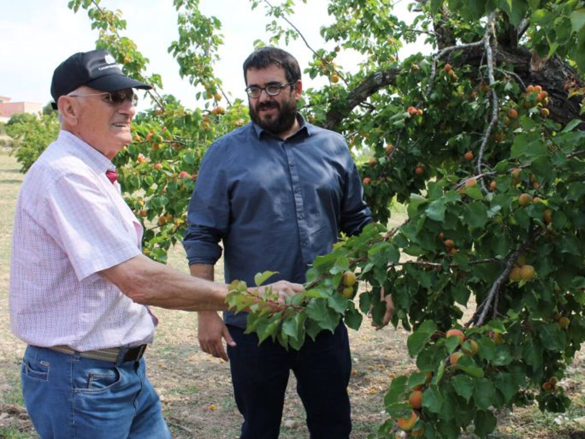 La temporada de albaricoque ha sido más productiva este año, según la Conselleria de Agricultura