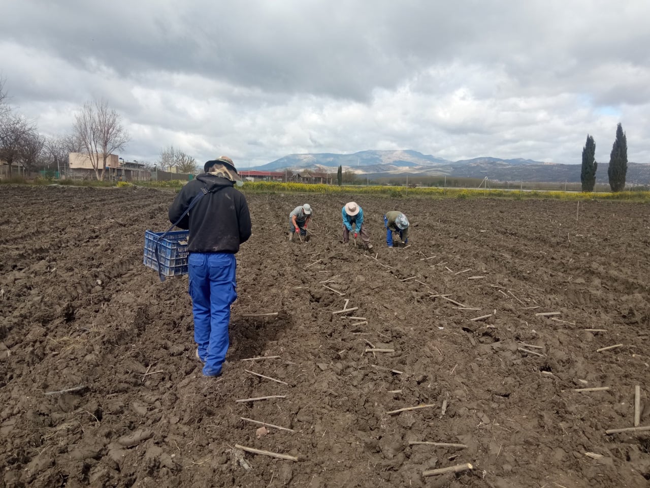 Plantación de estacas de chopo en la Vega de Granada dentro del proyecto Madera para el Futuro