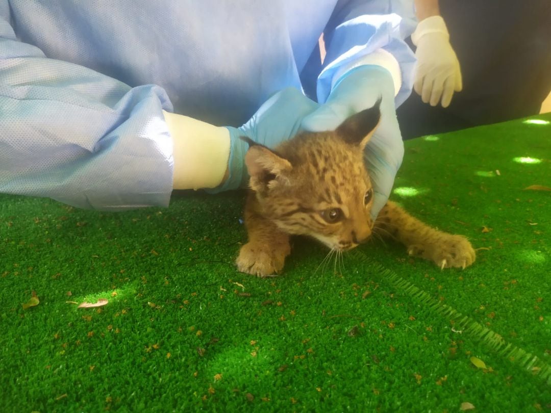 Cría de lince ibérico del Zoobotánico