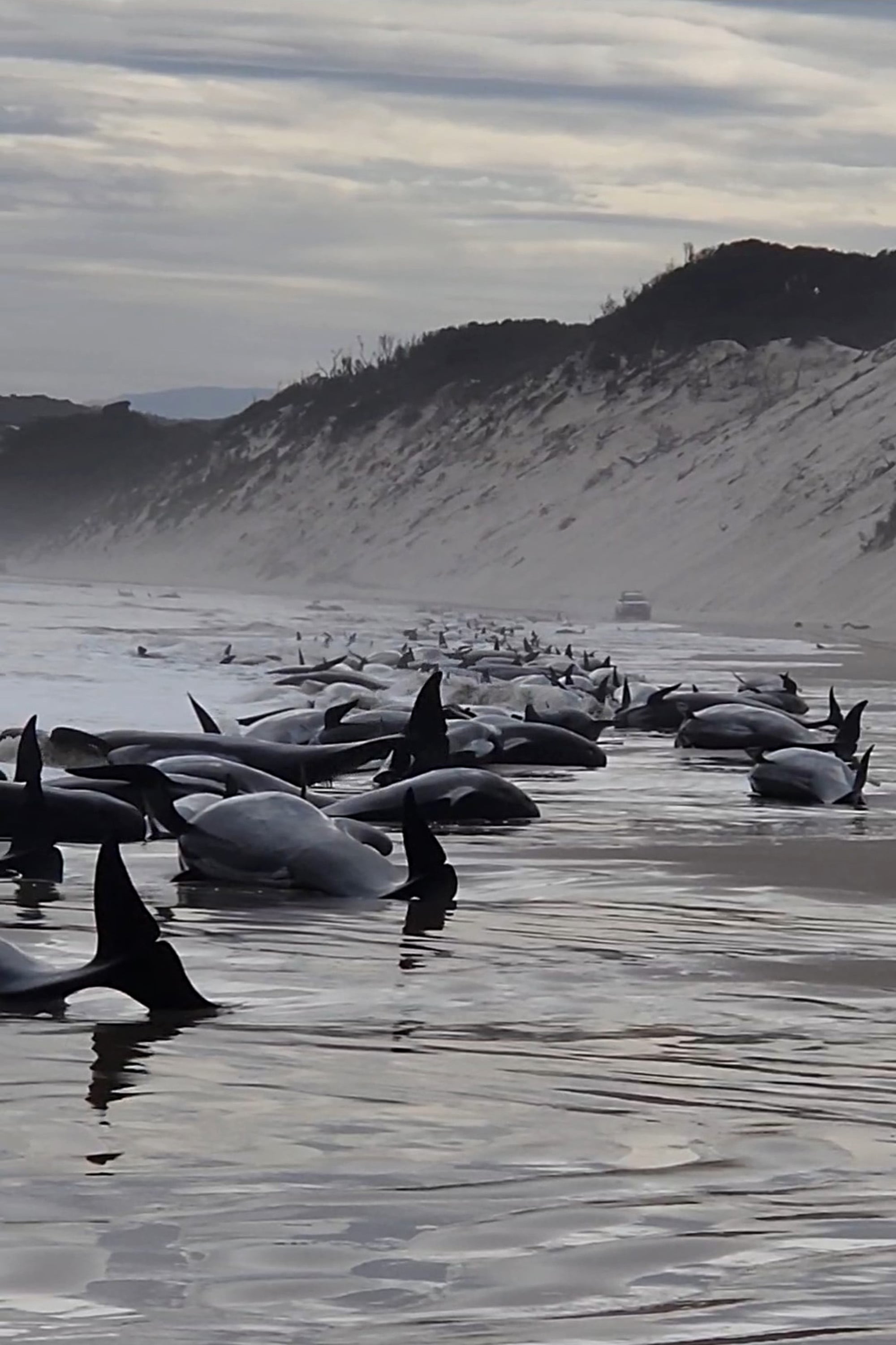 Larga fila de las ballenas -que las autoridades creen que son ballenas piloto- atrapadas sobre la superficie a lo largo de decenas de metros de playa.