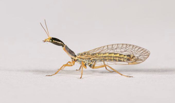 Xanthostigma corsica.